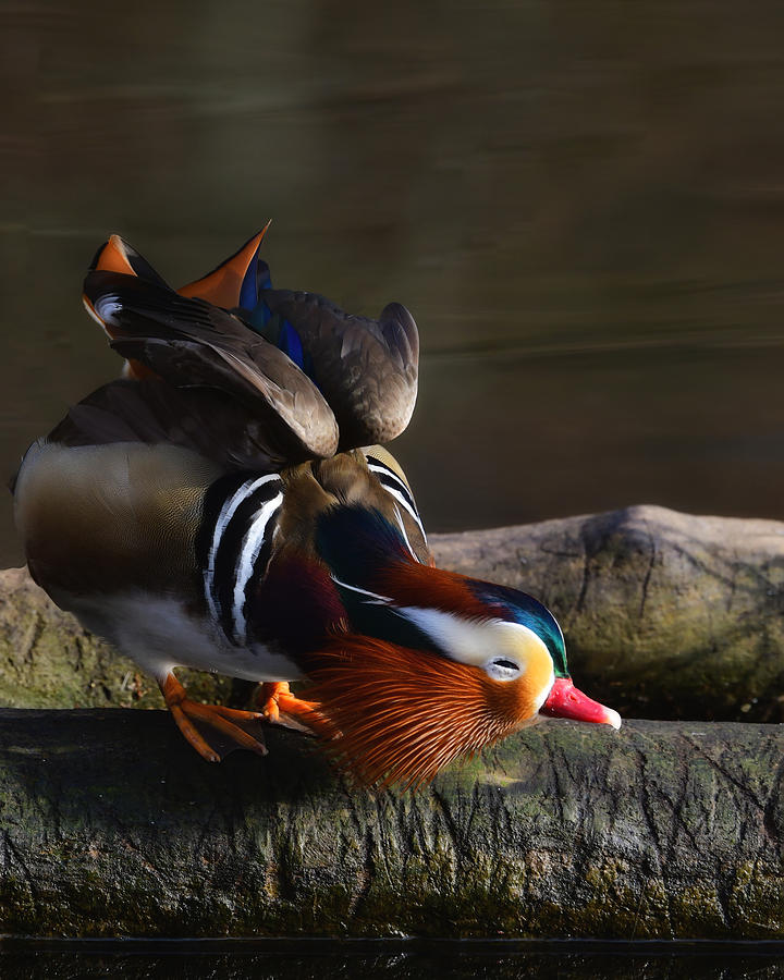 Mandarin Duck Photograph by Anna Wan