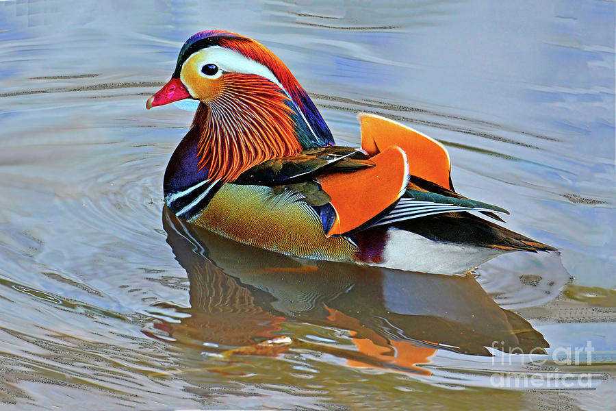 Mandarin Duck Central Park-12 Photograph by Regina Geoghan