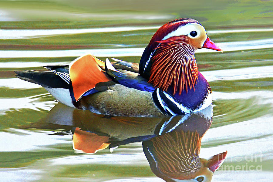 Mandarin Duck- Central Park 7 Photograph by Regina Geoghan