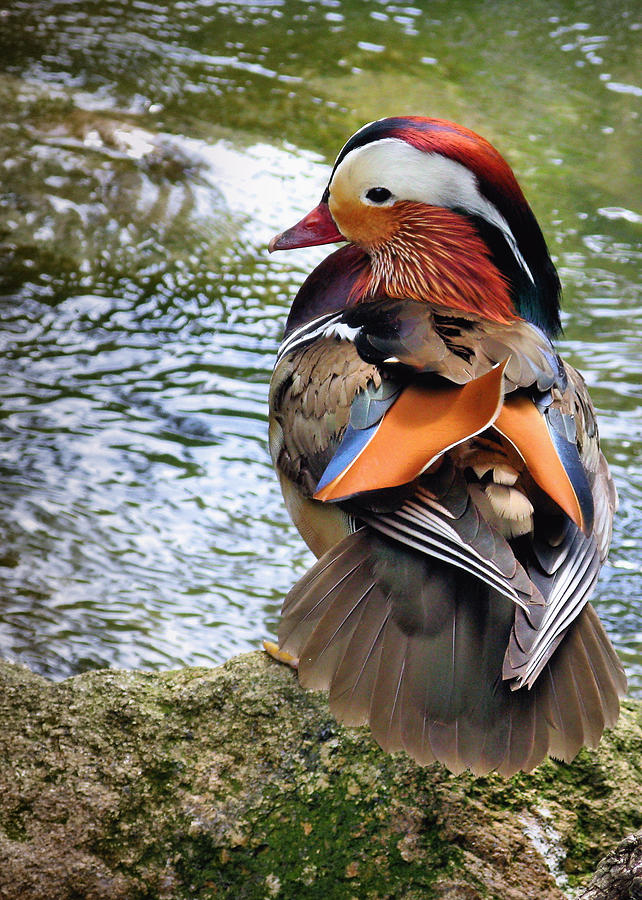 Mandarin Duck Photograph by Digitaler Lumpensammler
