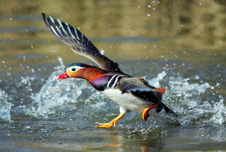 Mandarin Duck Drake Running Across Water London Uk Photograph by