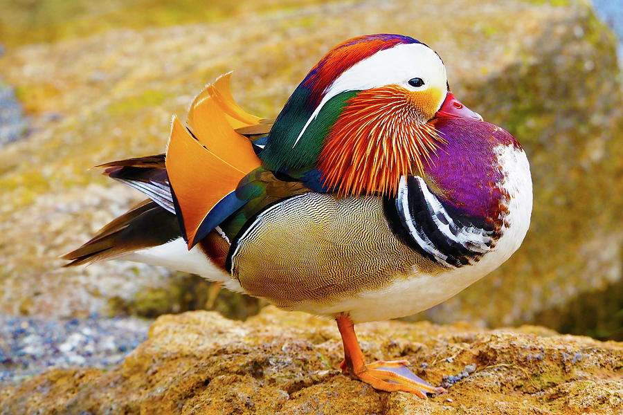 Mandarin Duck - Iceland Photograph by Marla Craven