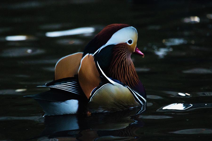 Mandarin Duck in Central Park Photograph by Christina Reynolds Pixels