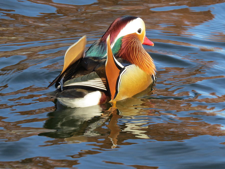 Mandarin Duck Photograph by Jane Linders