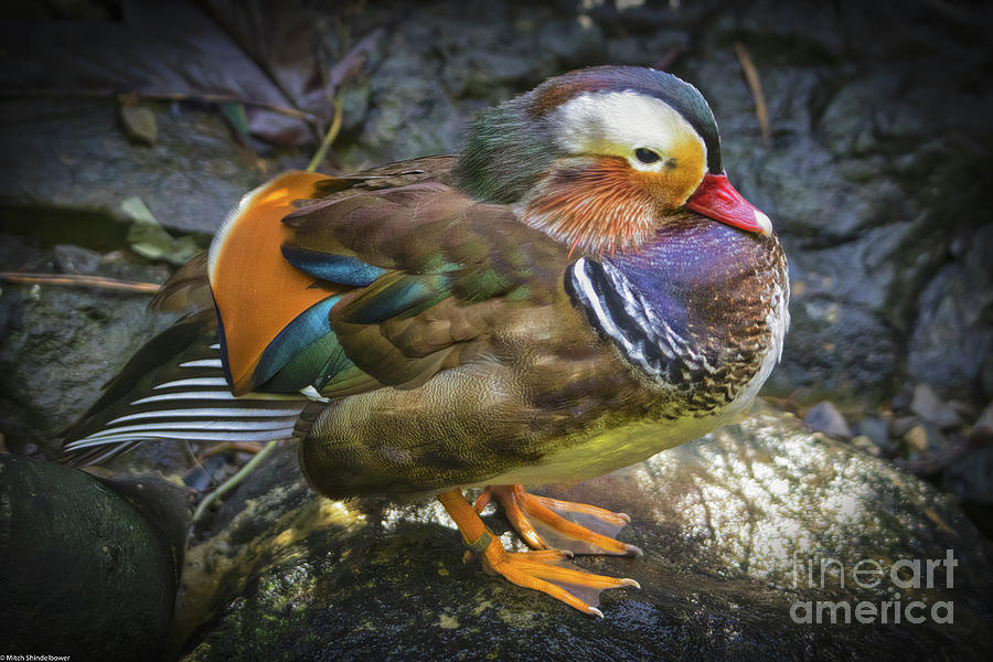 Mandarin Duck Photograph by Mitch Shindelbower