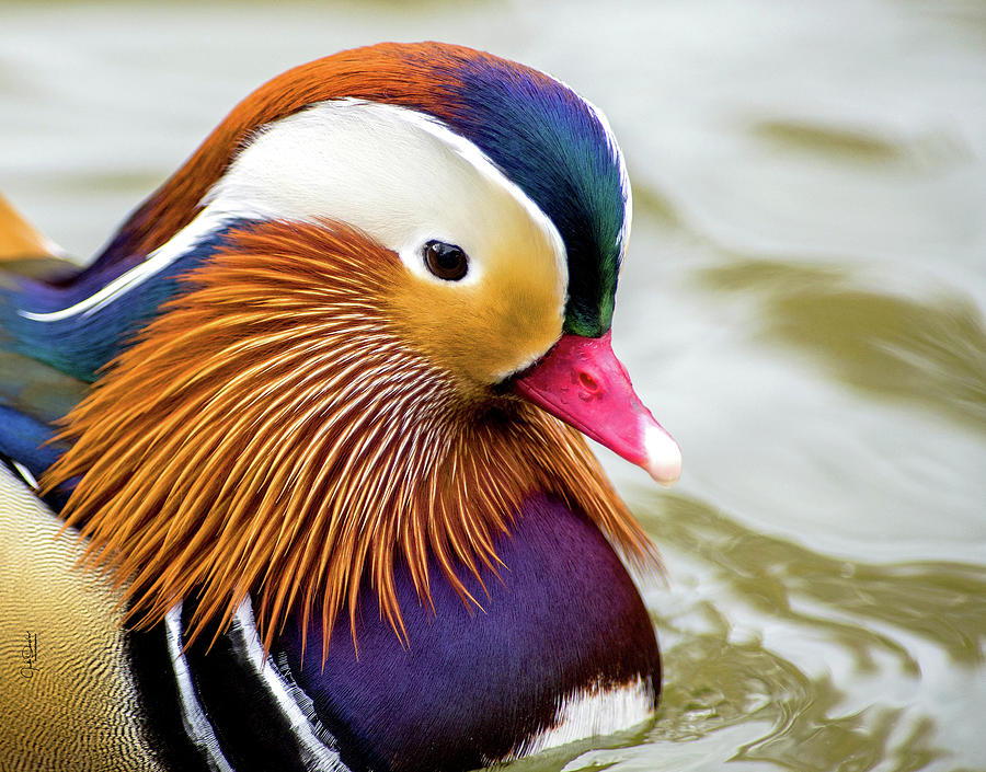 Mandarin Duck Portrait Photograph by Judi Dressler
