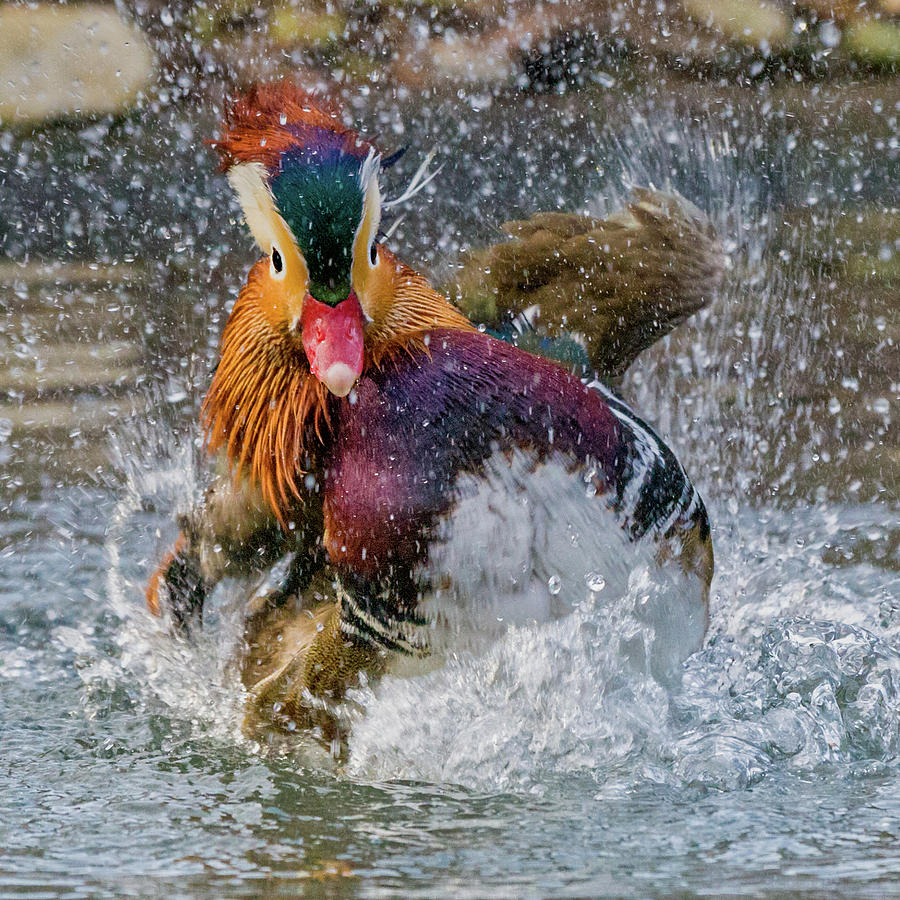 Mandarin Duck Splashing Photograph by Jerry Fornarotto