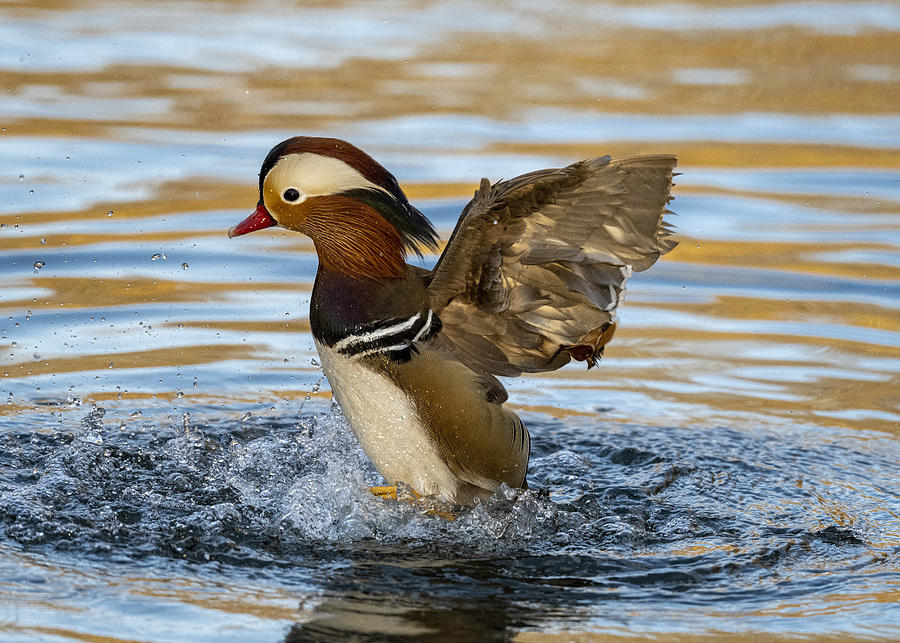 Wildlife Photograph - Mandarin Duck by Vivian Wang