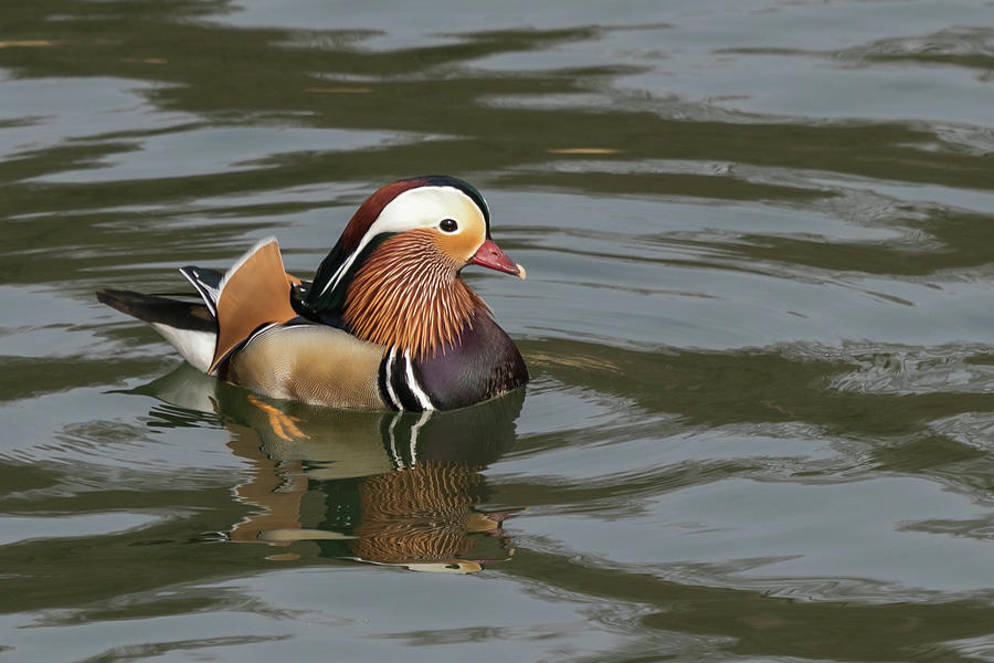 Mandarin Duck Photograph by Wendy Cooper