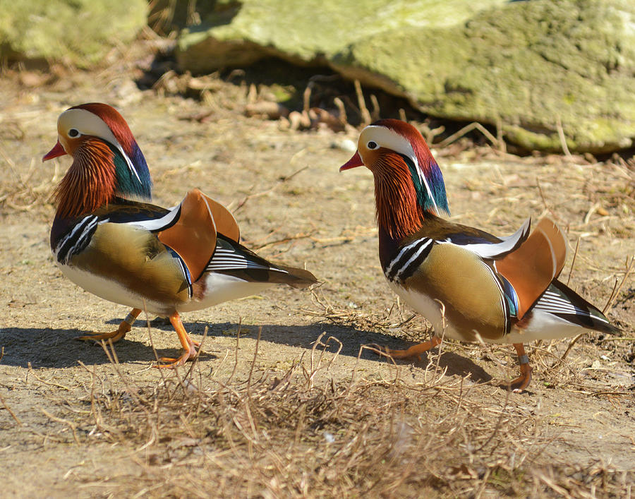 Mandarin Ducks in a Row by Dave Hilbert Mandarin Ducks in a Row by Dave Hilbert