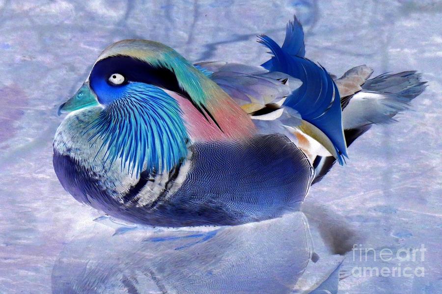 Duck Photograph - Mandarin Invert by Frank Townsley