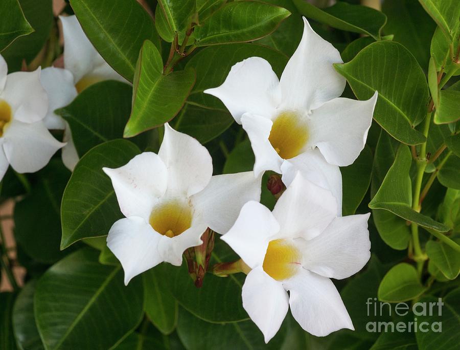 Flower Photograph - Mandevilla Splendens boliviensis Flowers by Brian Gadsby/science Photo Library
