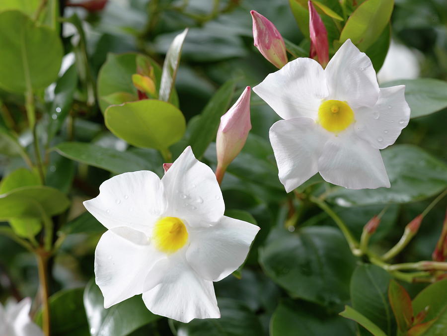 Mandevilla Sundaville 'cosmos White' dipladenie Photograph by Friedrich ...