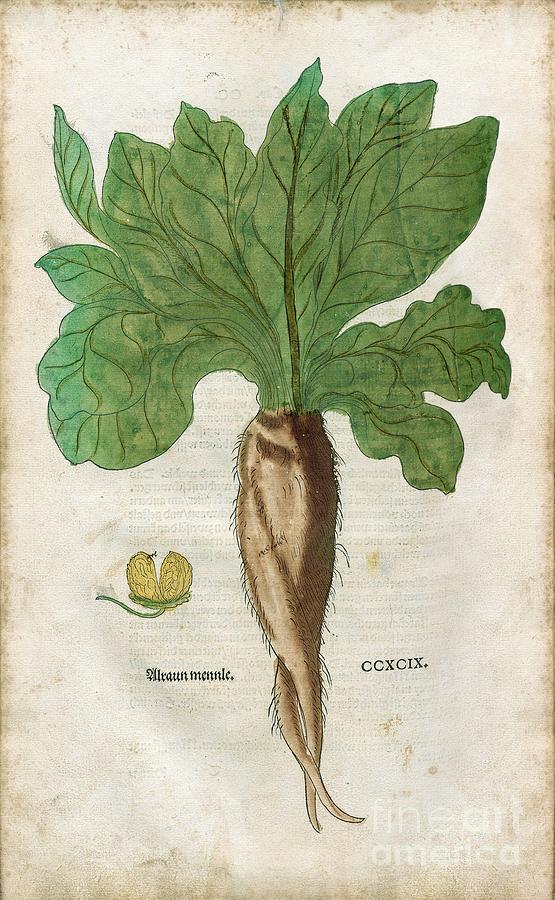 Mandrake Plant And Root Photograph by Eth-bibliothek Zürich/science Photo Library