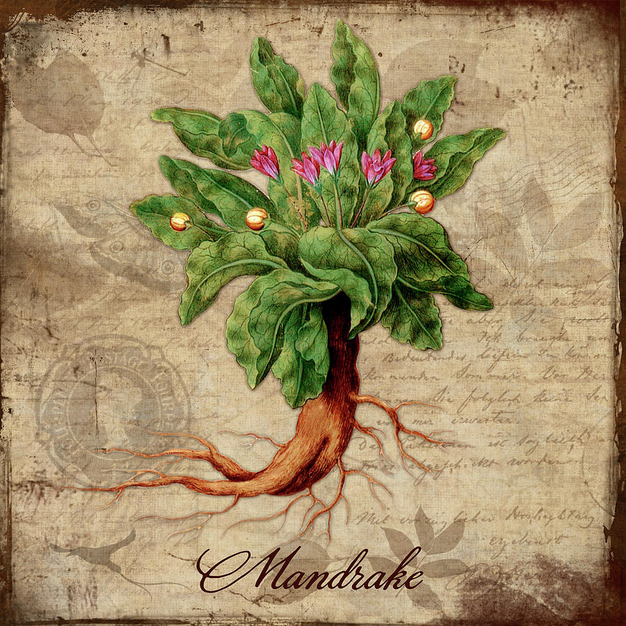 Mandrake Digital Art by Tina Lavoie