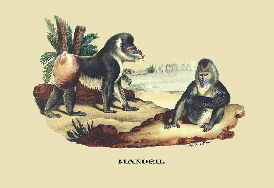 Mandril Painting by E. F. Noel