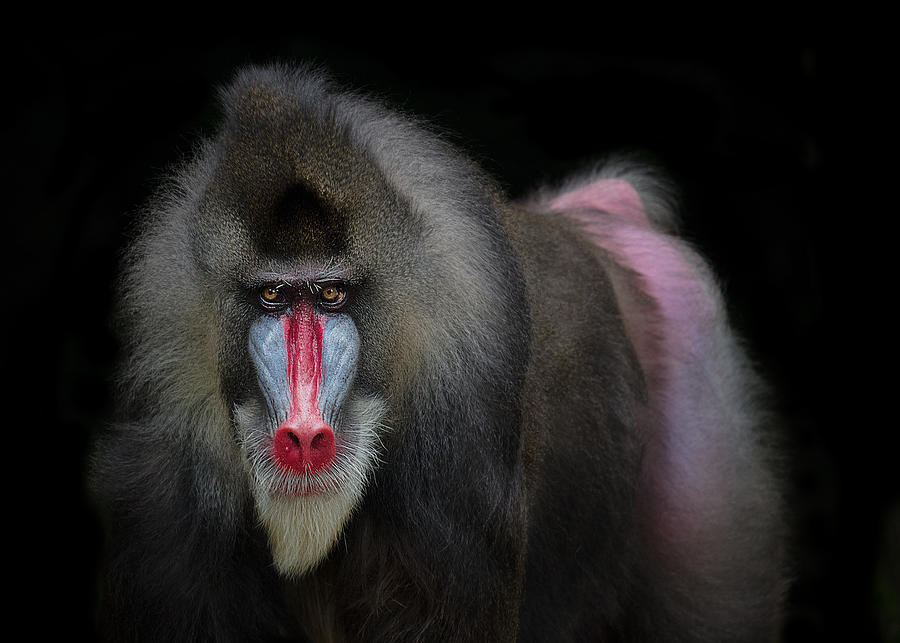 mandrill wallpaper