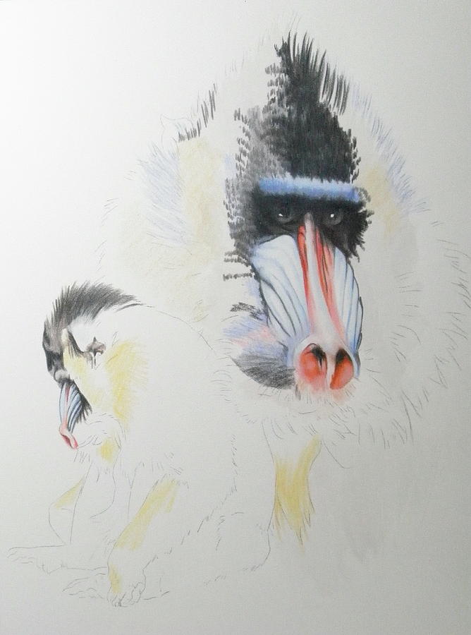 Mandrill day 3 by Barbara Keith Mandrill day 3 by Barbara Keith