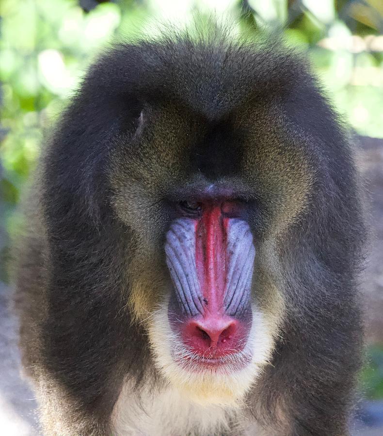 Mandrill portrait Photograph by Josh Silver - Fine Art America