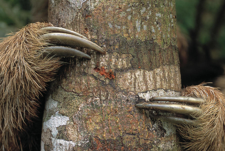 Maned Sloth Claws Bradypus Torquatus Photograph by Nhpa