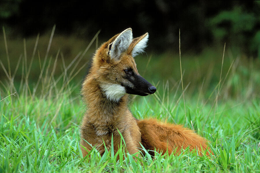 Maned Wolf Looking Alert In Its Natural Habitat, The Photograph by Luiz Claudio Marigo / Naturepl.com Maned Wolf Looking Alert In Its Natural Habitat, The Photograph by Luiz Claudio Marigo / Naturepl.com