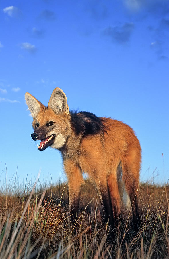 Maned Wolf Setting Out To Hunt In Grassland At Dusk. Serra Photograph by Tui De Roy / Naturepl.com Maned Wolf Setting Out To Hunt In Grassland At Dusk. Serra Photograph by Tui De Roy / Naturepl.com