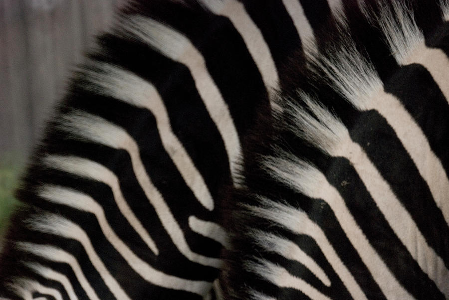 Manes Of Two Zebras, Close-up Photograph by Win-initiative/neleman Manes Of Two Zebras, Close-up Photograph by Win-initiative/neleman