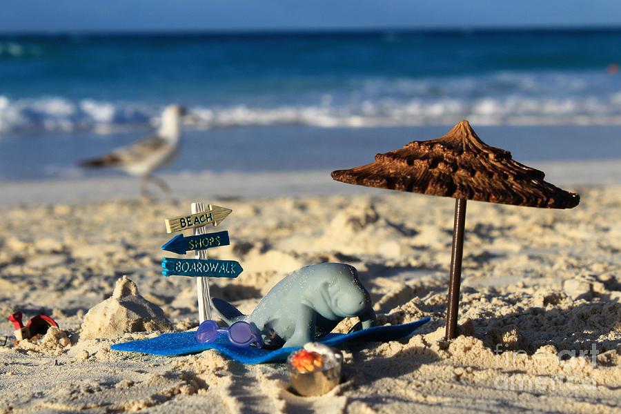 Manfred The Manatee On The Beach Photograph