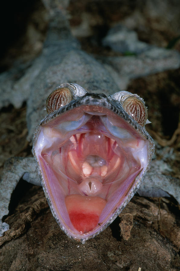 Mangabe Leaf-tailed Gecko Uroplatus Photograph by Nhpa