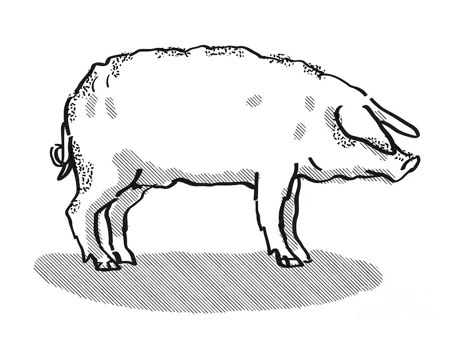 Black And White Digital Art - Mangalitza Pig Breed Cartoon Retro Drawing by Aloysius Patrimonio