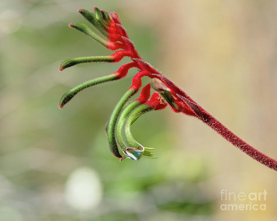 Flower Photograph - Mangles Kangaroo Paw by G Archer/science Photo Library