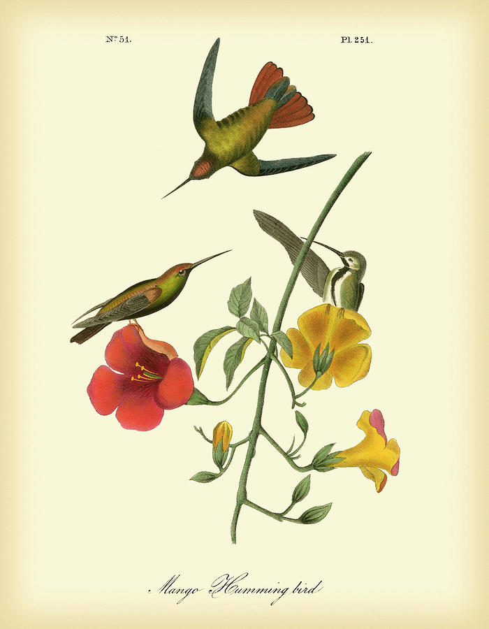 Bird Painting - Mango Hummingbird by John James Audubon