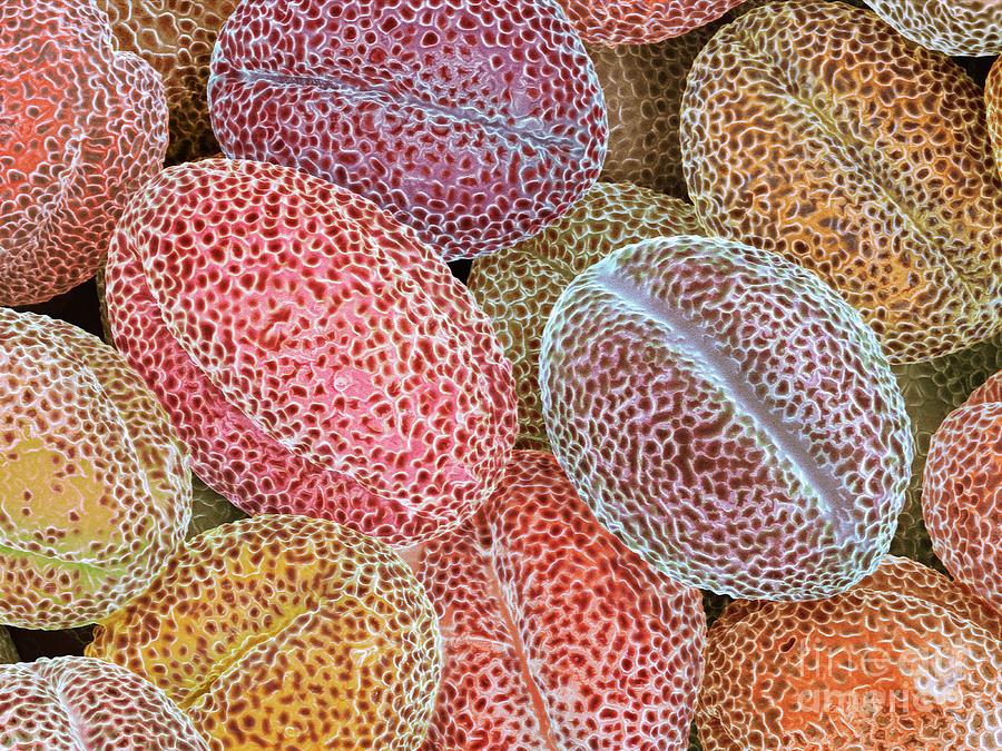 Nature Photograph - Mango Pollen Grains by Dennis Kunkel Microscopy/science Photo Library