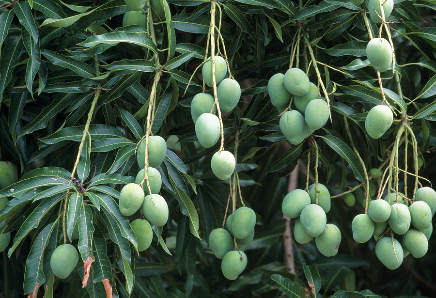 Mango Tree, Tropical Fruit Tree With Unripe, Green Fruits Photograph by Konrad Wothe