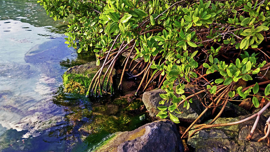 Mangrove Bath Photograph by Climate Change VI - Sales