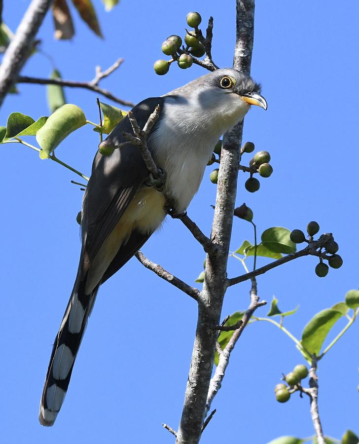 Mangrove Cuckoo Photograph by Jim Bennight