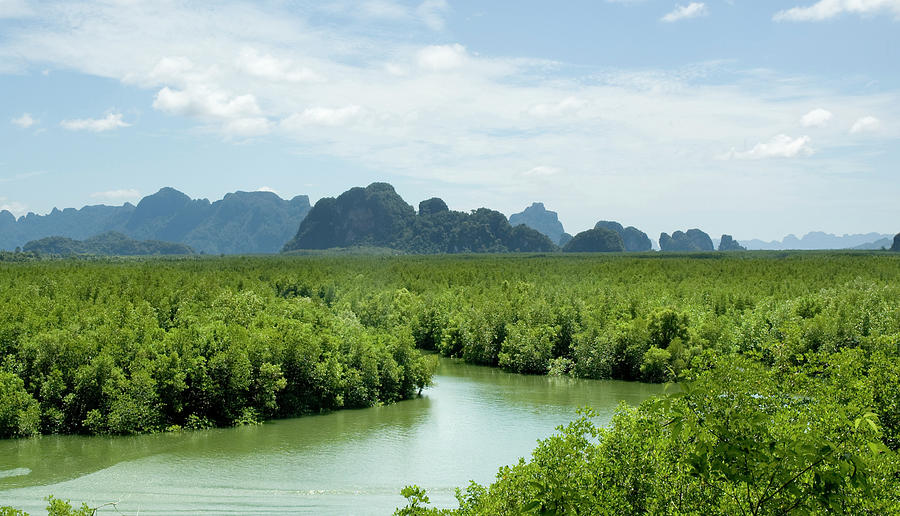 Mangrove Forest In Phang Nga Bay Photograph by Tbradford