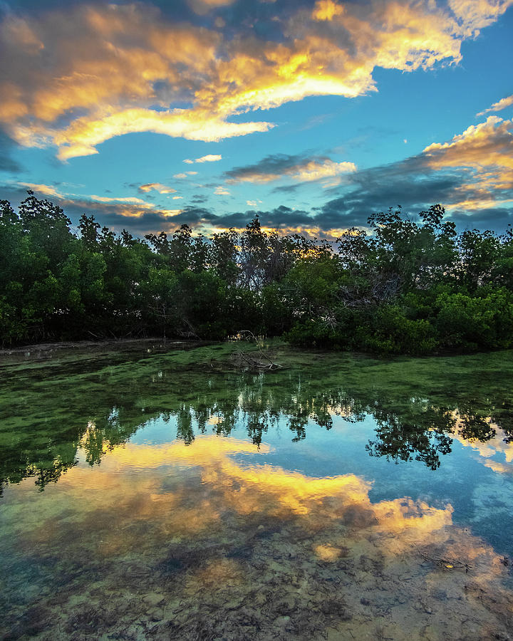 Mangrove Reflection at Sunrise in Key West Photograph by Bob Slitzan