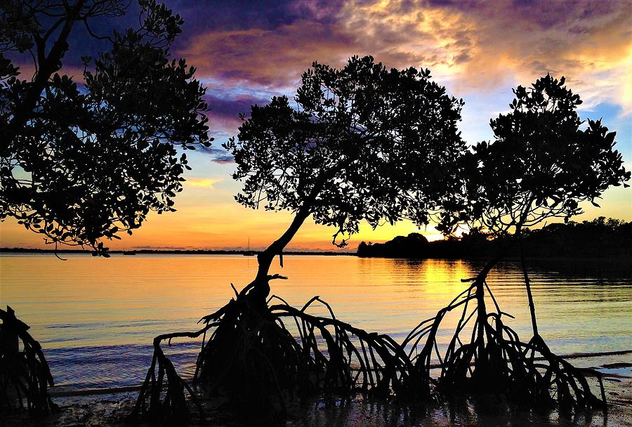 Sunset Photograph - Mangrove Sunset by Joan Stratton