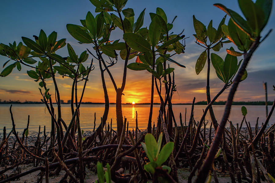 Mangrove Sunset Photograph by Joey Waves