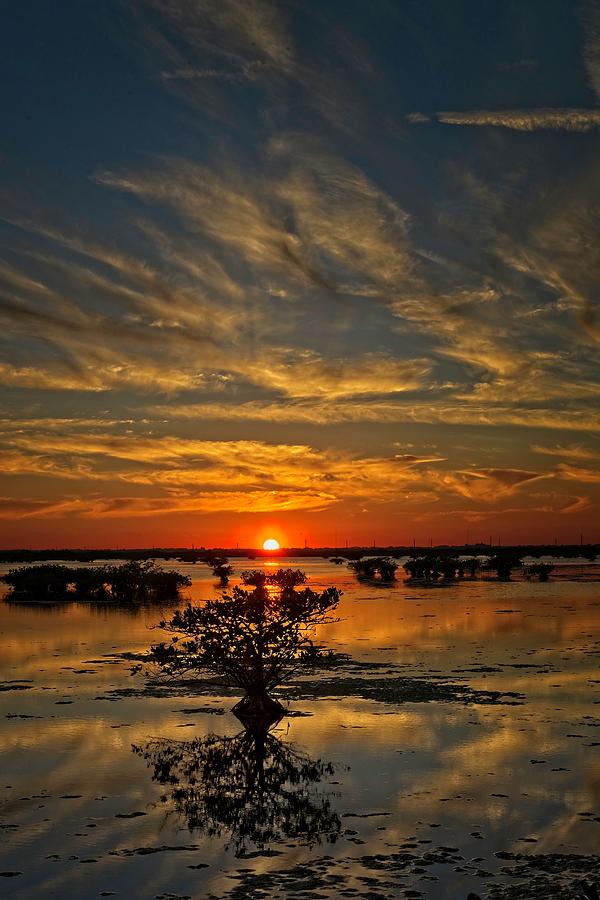 Mangrove Sunset by Roy Thoman Mangrove Sunset by Roy Thoman