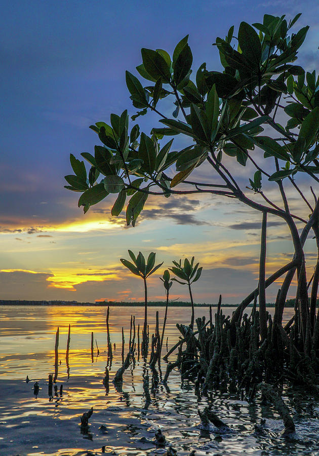 Mangrove sunset2 Photograph by Joey Waves