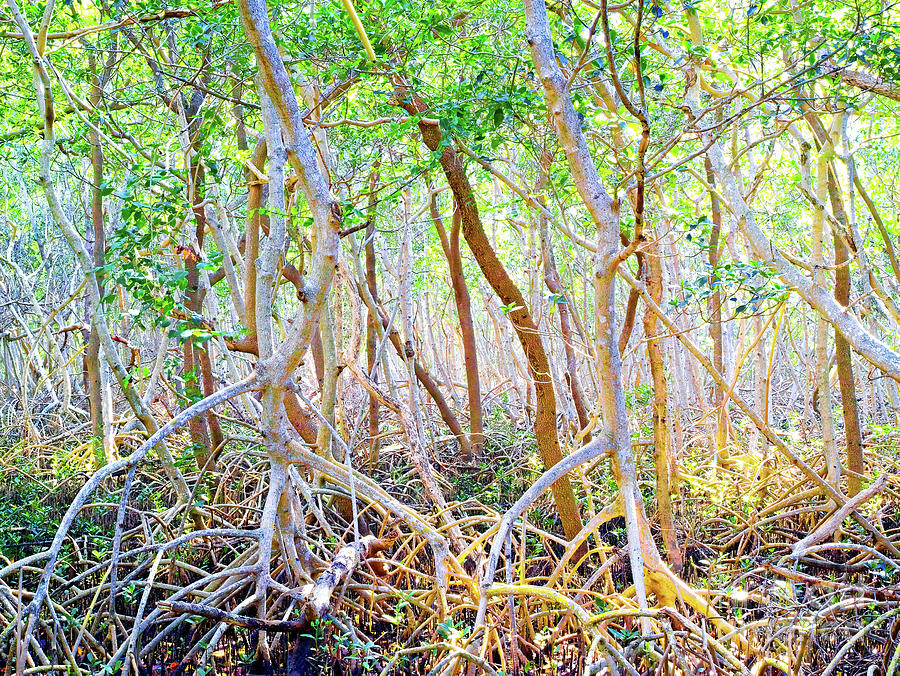 Mangrove Swamp 2 Photograph by Felix Lai