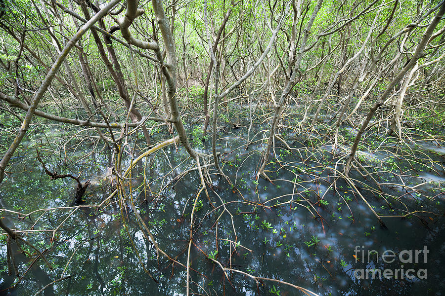 Mangrove Swamp 3 Photograph by Felix Lai
