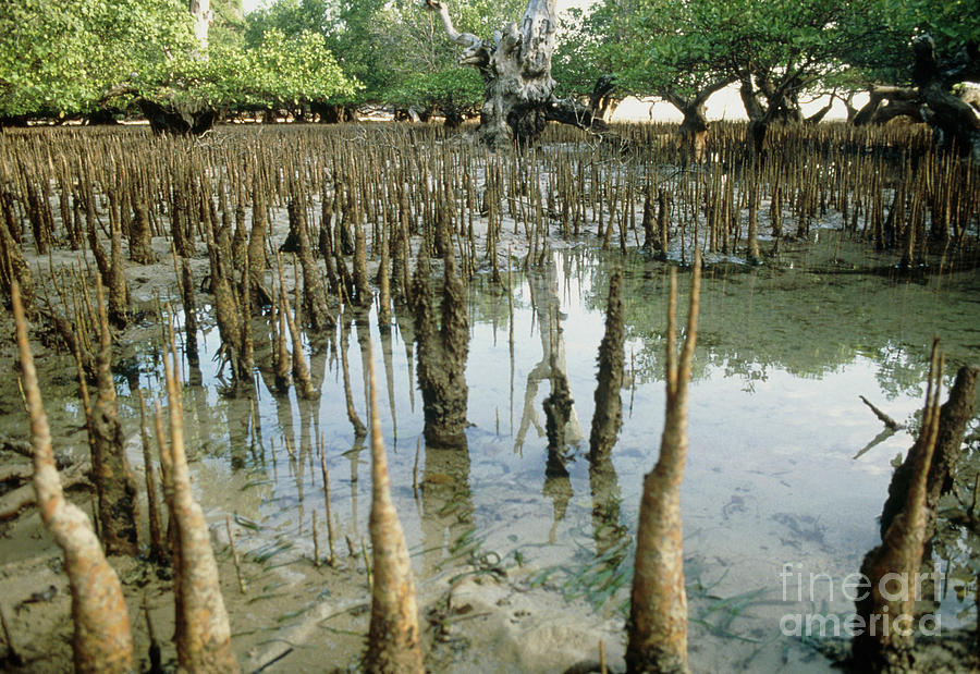 mangrove swamp plants