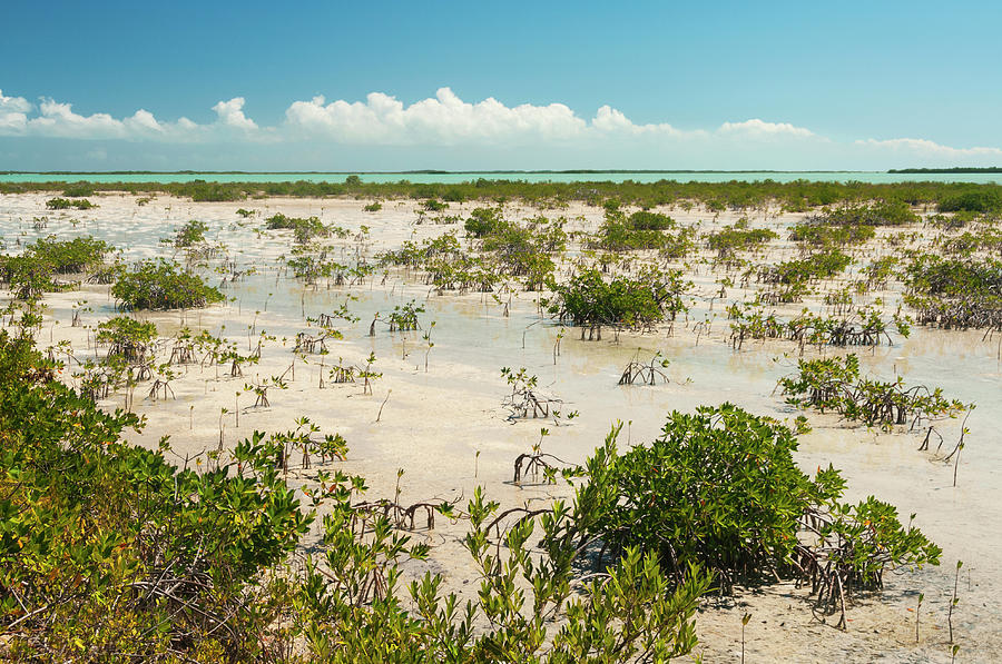 Mangrove Swamp Photograph by John Elk Iii