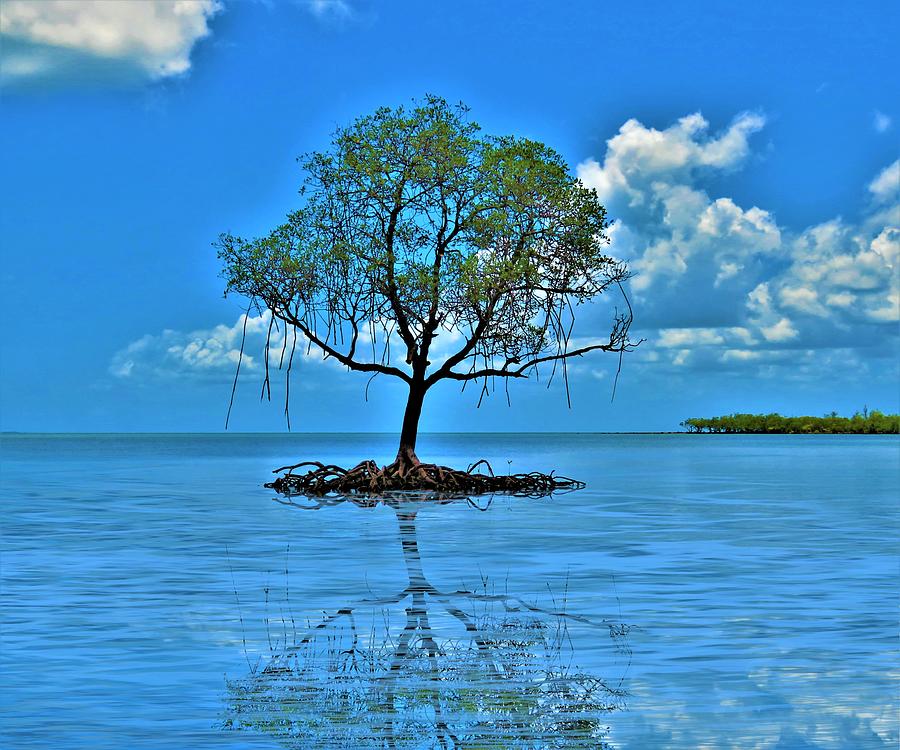 Mangrove Tree Reflects Photograph by Joan Stratton