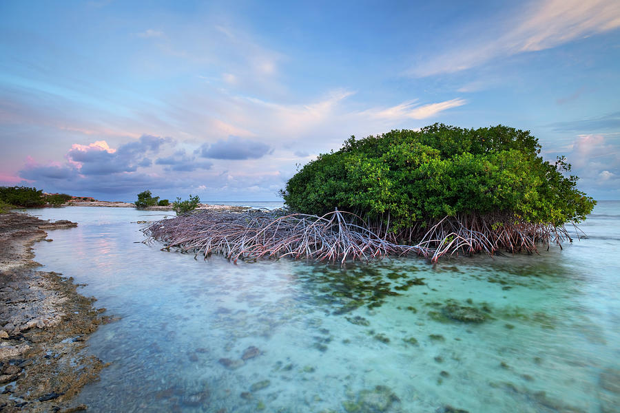 Mangrove Trees In A Tropical Lagoon On Photograph by Sara winter