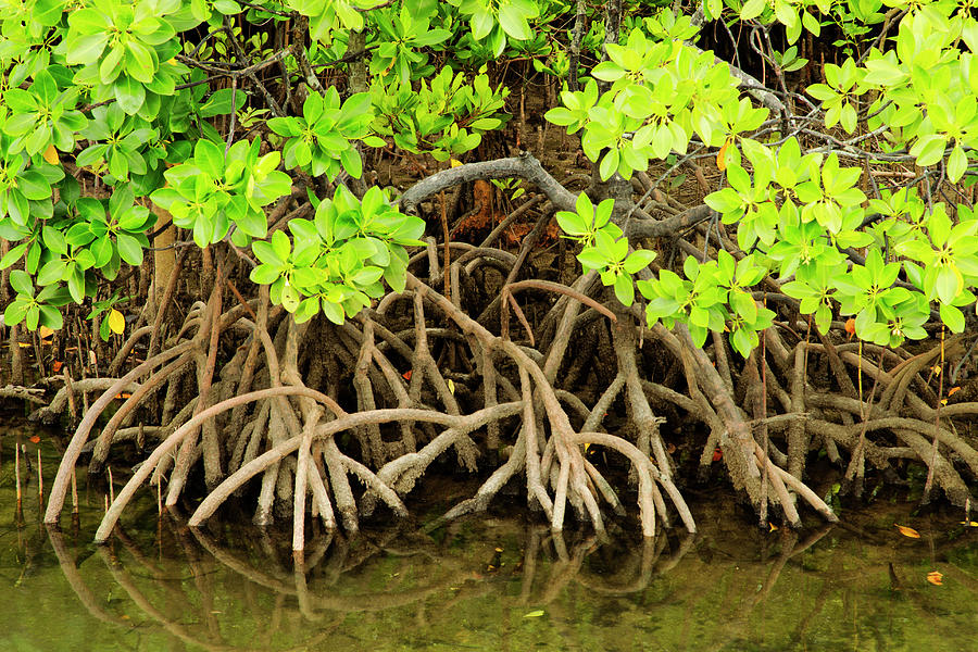 Mangroves Are Various Kinds Of Trees Photograph by Nhpa