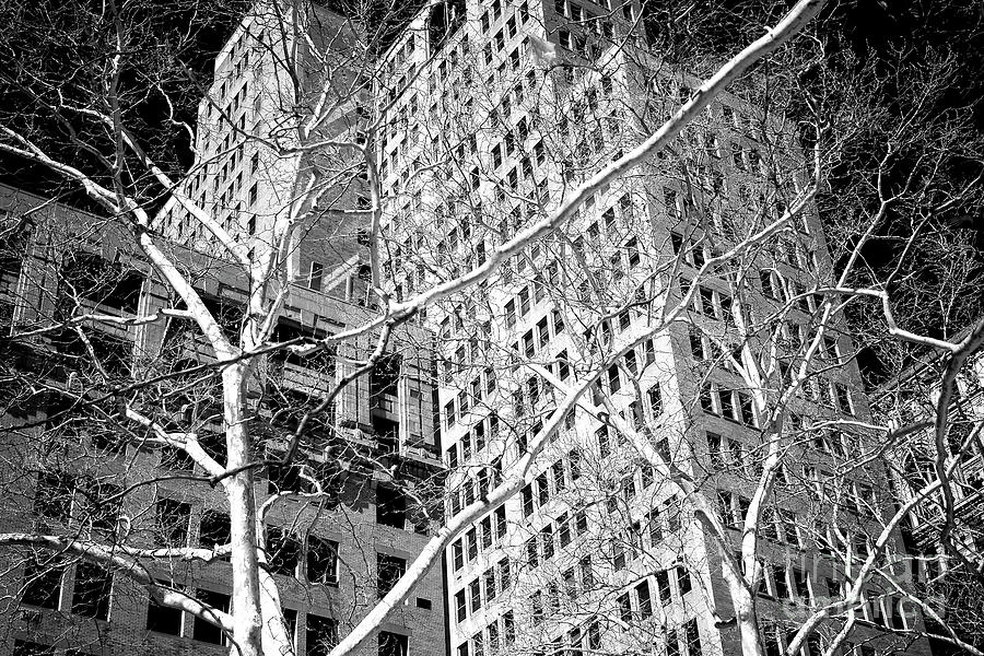 Manhattan Winter Trees at City Hall Park Photograph by John Rizzuto